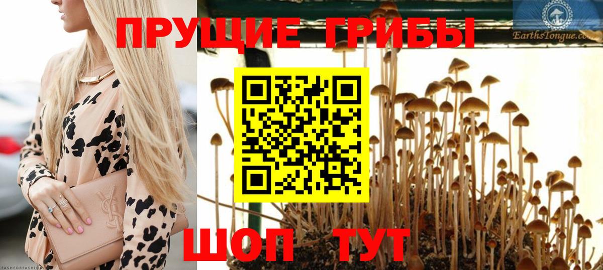Псилоцибиновые грибы Psilocybe Бийск